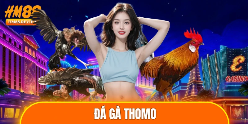 Đá gà thomo