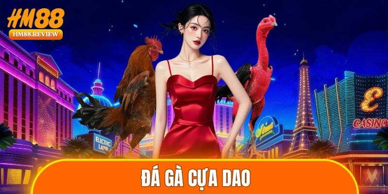 Đá gà cựa dao