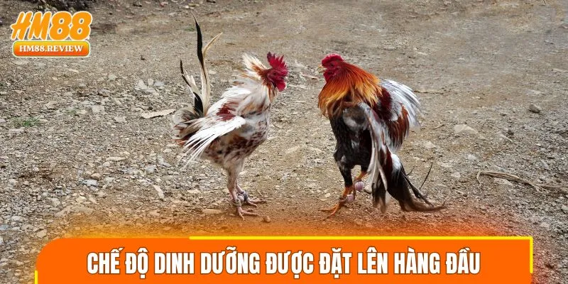 Chế độ dinh dưỡng của chiến kê được đặt lên hàng đầu
