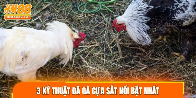 3 kỹ thuật đá gà cựa sắt nổi bật nhất