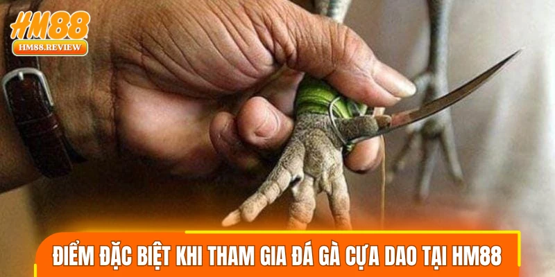 Điểm đặc biệt khi tham gia đá gà cựa dao tại HM88