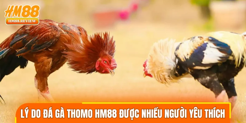 Lý do đá gà Thomo tại HM88 được nhiều người yêu thích