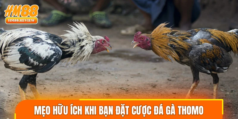 Mẹo hữu ích khi bạn đặt cược đá gà thomo