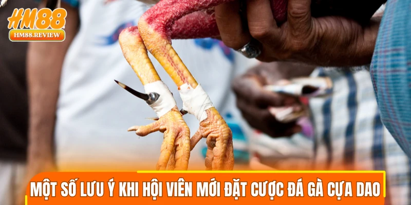 Một số lưu ý khi hội viên mới đặt cược đá gà cựa dao