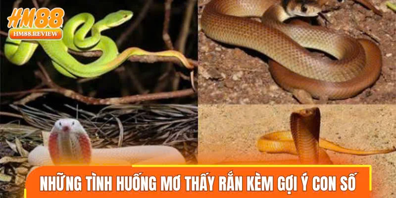 Những tình huống mơ thấy rắn kèm gợi ý con số