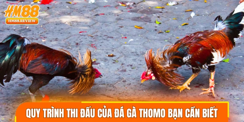 Quy trình thi đấu của đá gà thomo bạn cần biết