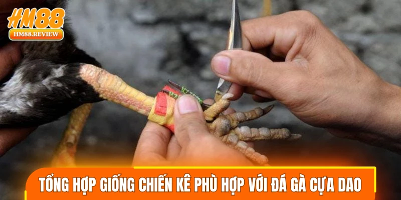 Tổng hợp giống chiến kê phù hợp với đá gà cựa dao